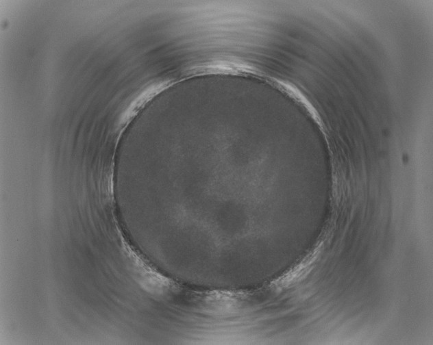 X0000067900938200604201331