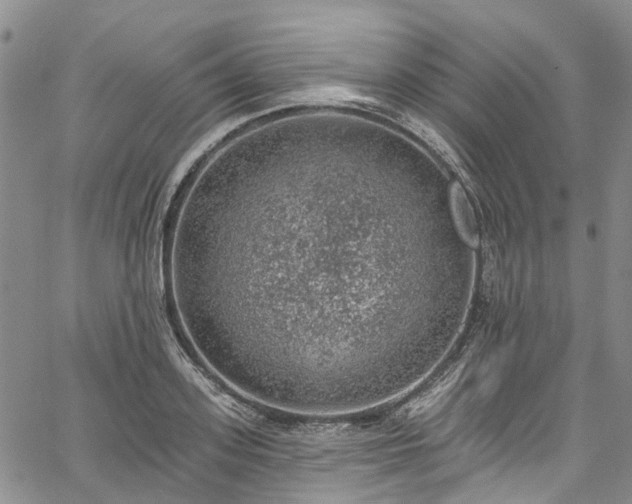 X0000067900939200604201331