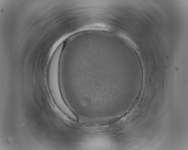 X0000067900960200604201331