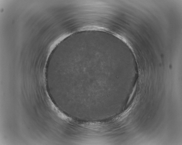 X0000067900995200604201330