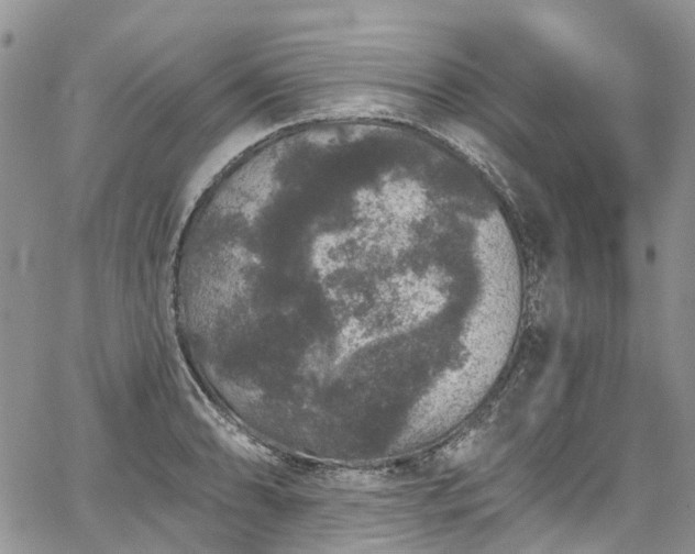 X0000067901086200604201329