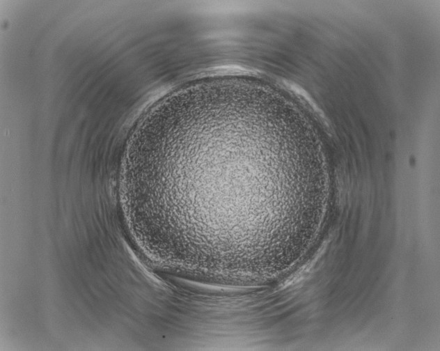 X0000067901225200604201326