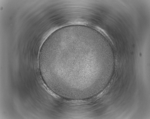 X0000067901236200604201326