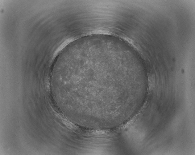 X0000067901266200604201326