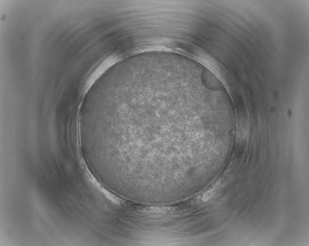 X0000067901290200604201325