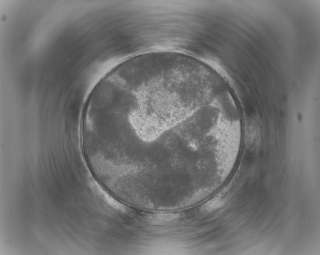 X0000067901294200604201325