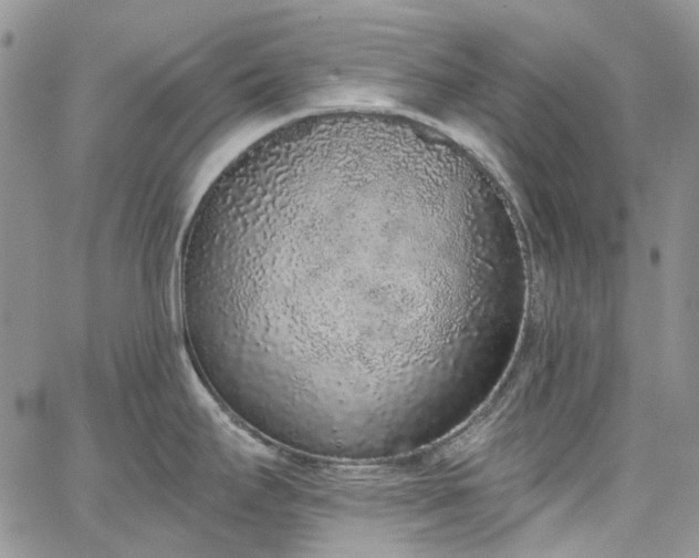 X0000067901295200604201325