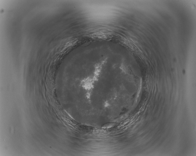 X0000067901297200604201324