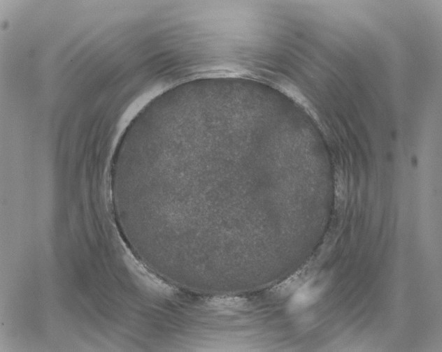 X0000067901466200604201322