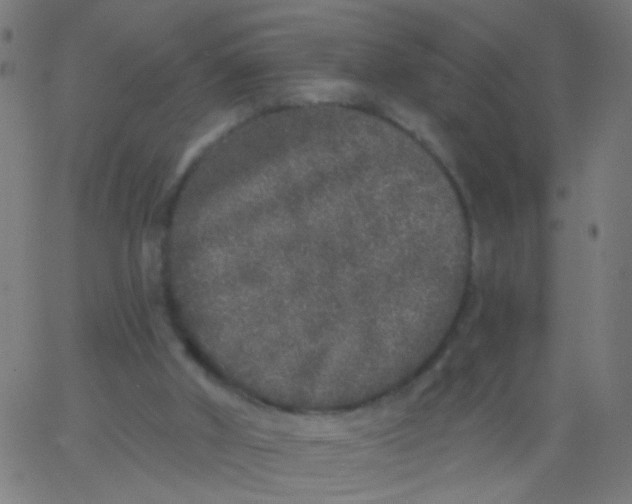 X0000067900010200604271904