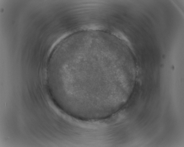 X0000067900012200604271904