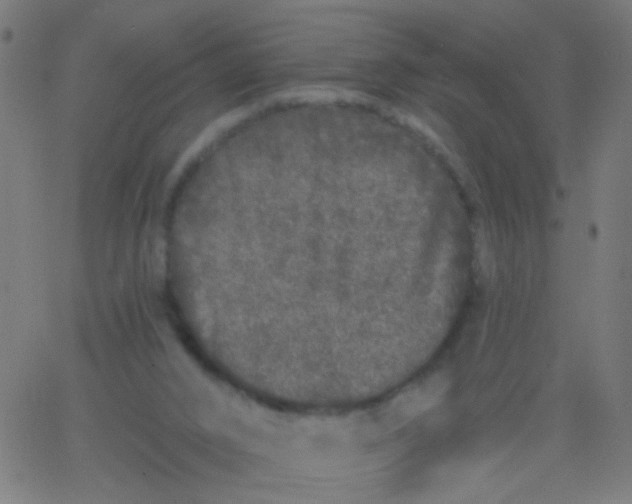 X0000067900016200604271904