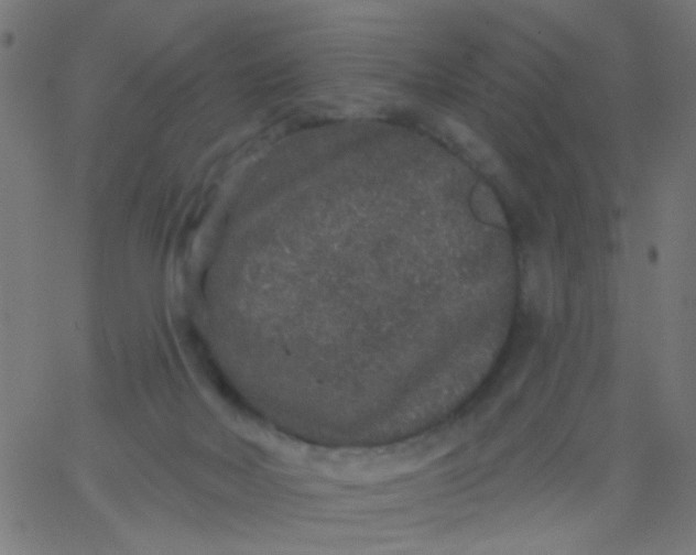 X0000067900026200604271904