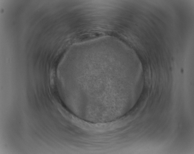 X0000067900038200604271904