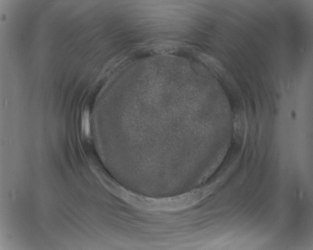 X0000067900046200604271903