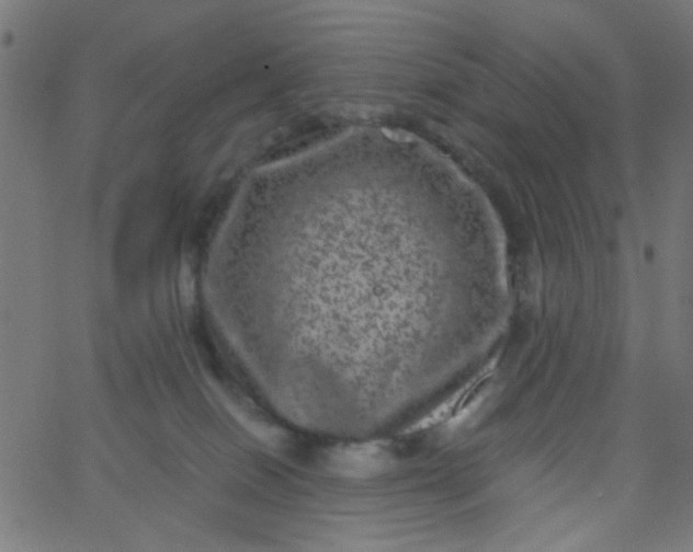 X0000067900086200604271903