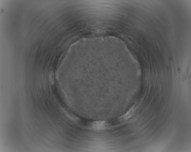 X0000067900090200604271903