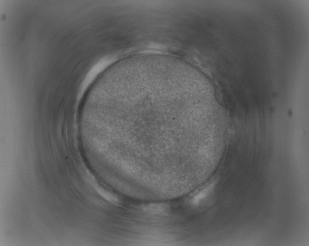 X0000067900102200604271902