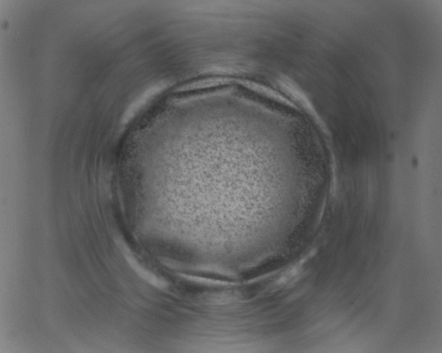 X0000067900106200604271902