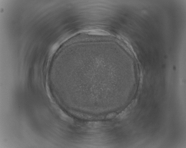 X0000067900145200604271901