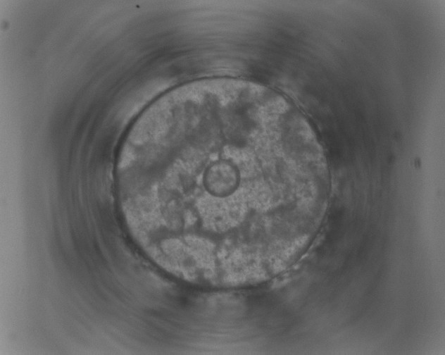 X0000067900146200604271901