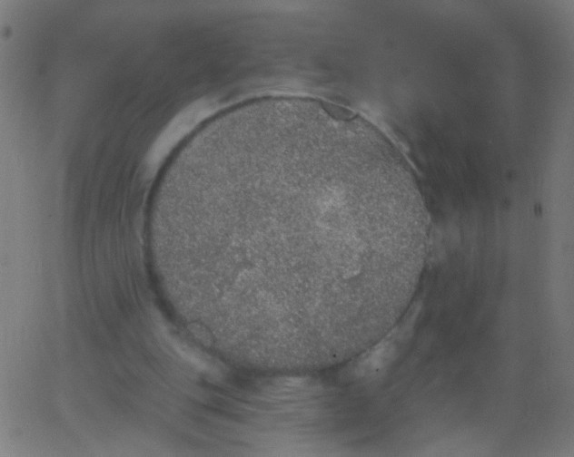 X0000067900151200604271901