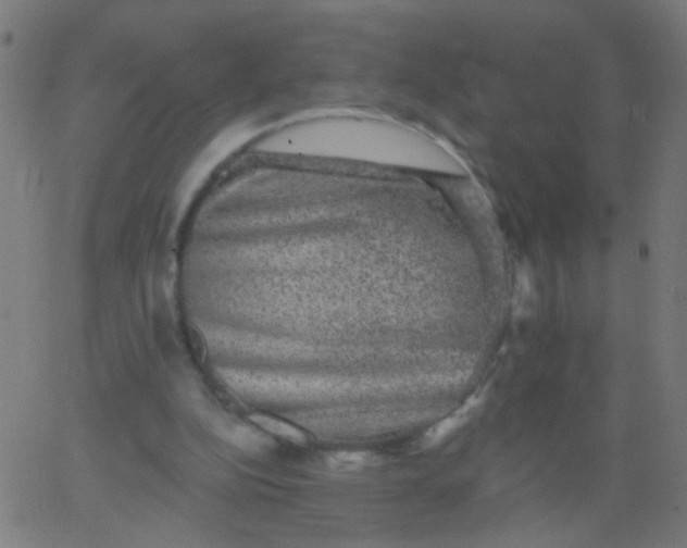 X0000067900152200604271901