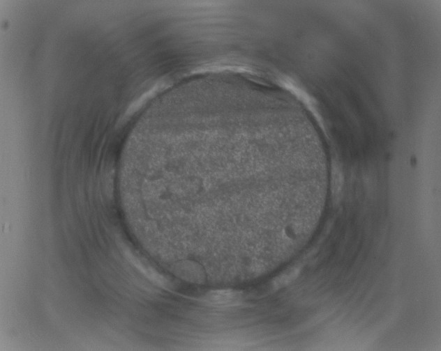 X0000067900153200604271901