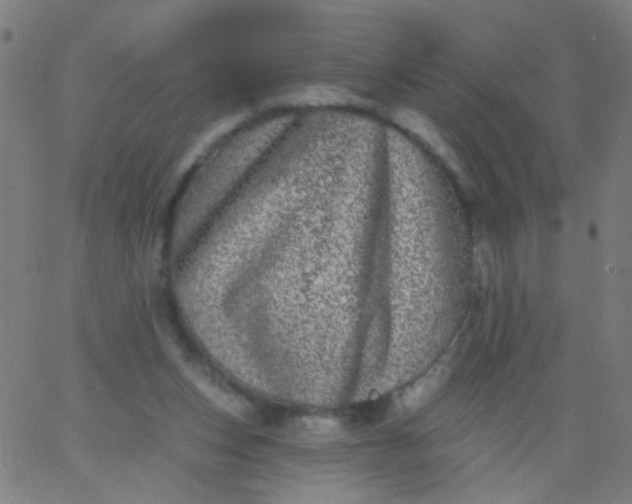 X0000067900159200604271901