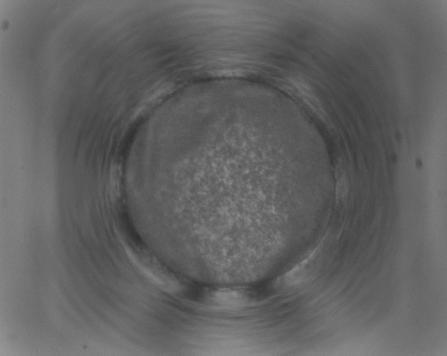 X0000067900171200604271901