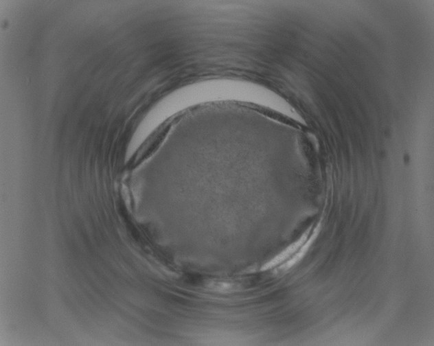 X0000067900174200604271901