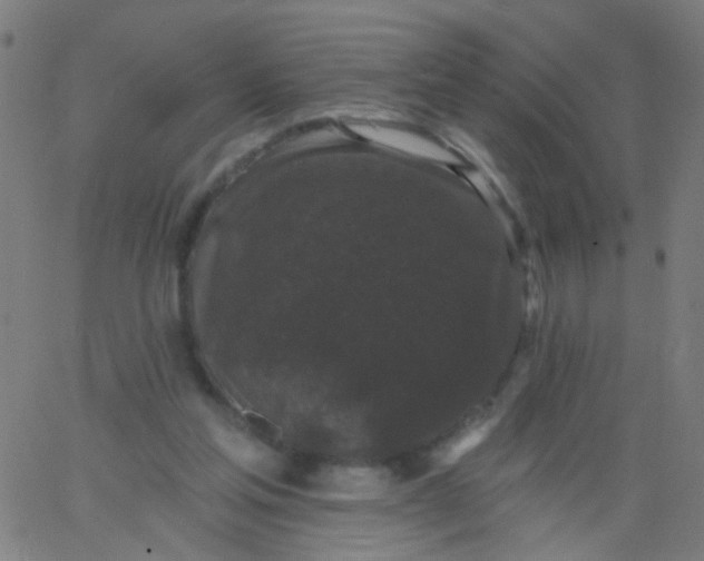 X0000067900205200604271901