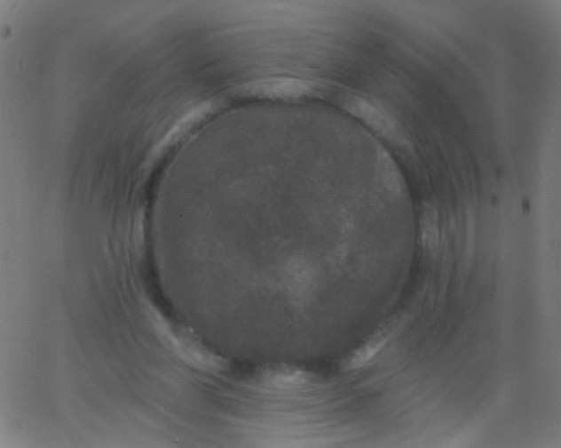 X0000067900206200604271901