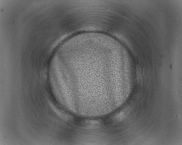 X0000067900208200604271901