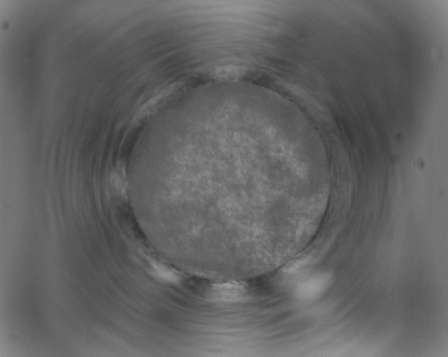 X0000067900240200604271900