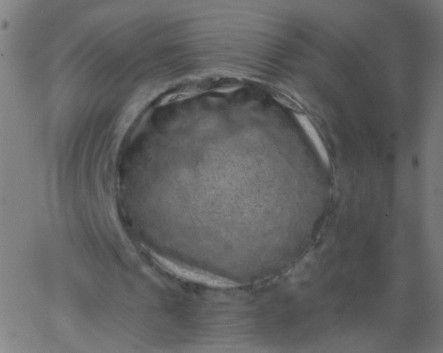 X0000067900241200604271859