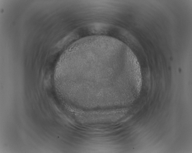 X0000067900266200604271900