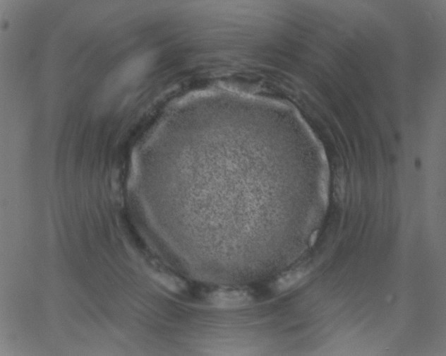 X0000067900270200604271900