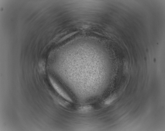 X0000067900274200604271900