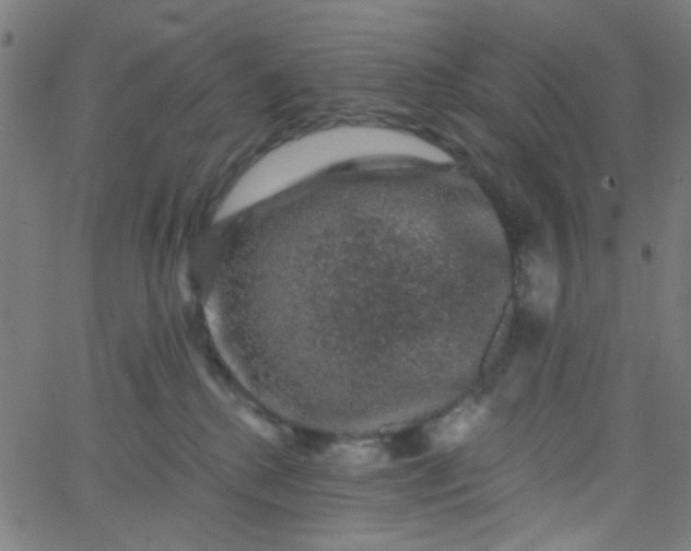 X0000067900280200604271900