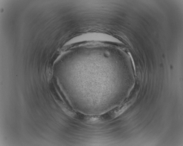 X0000067900285200604271900