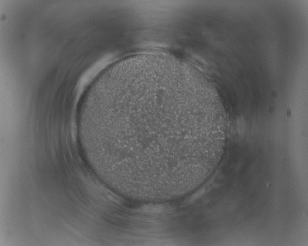 X0000067900294200604271859