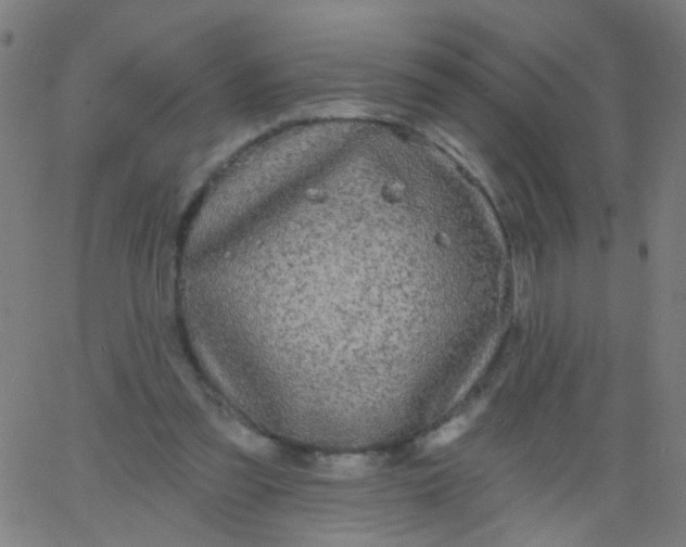 X0000067900301200604271859