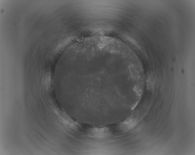 X0000067900314200604271859