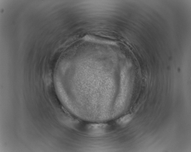 X0000067900323200604271859