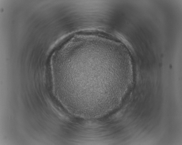 X0000067900346200604271858