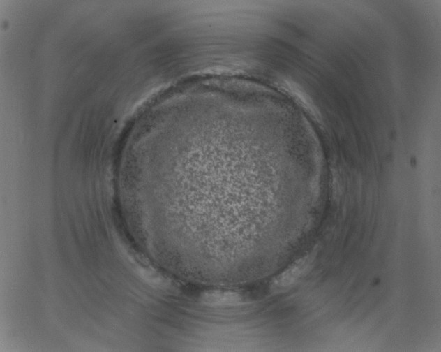 X0000067900354200604271858