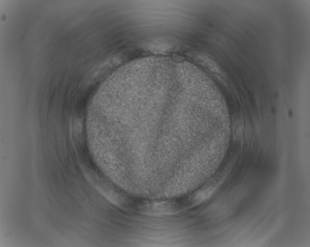 X0000067900365200604271858