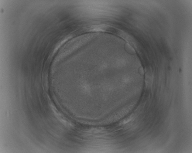 X0000067900386200604271858