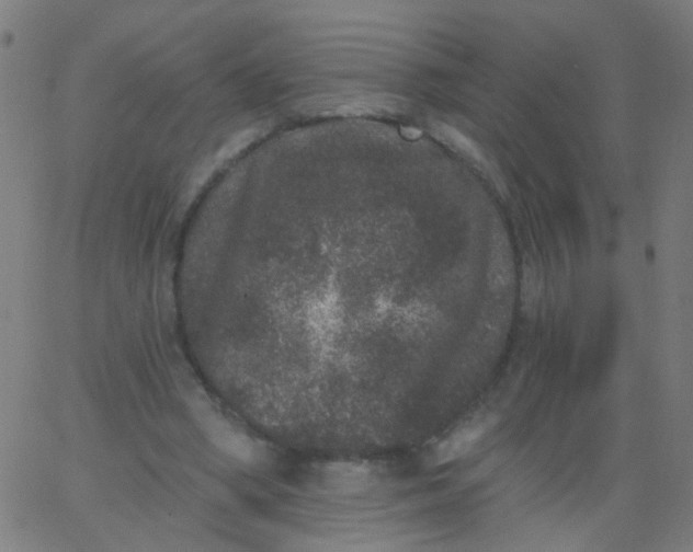 X0000067900394200604271858